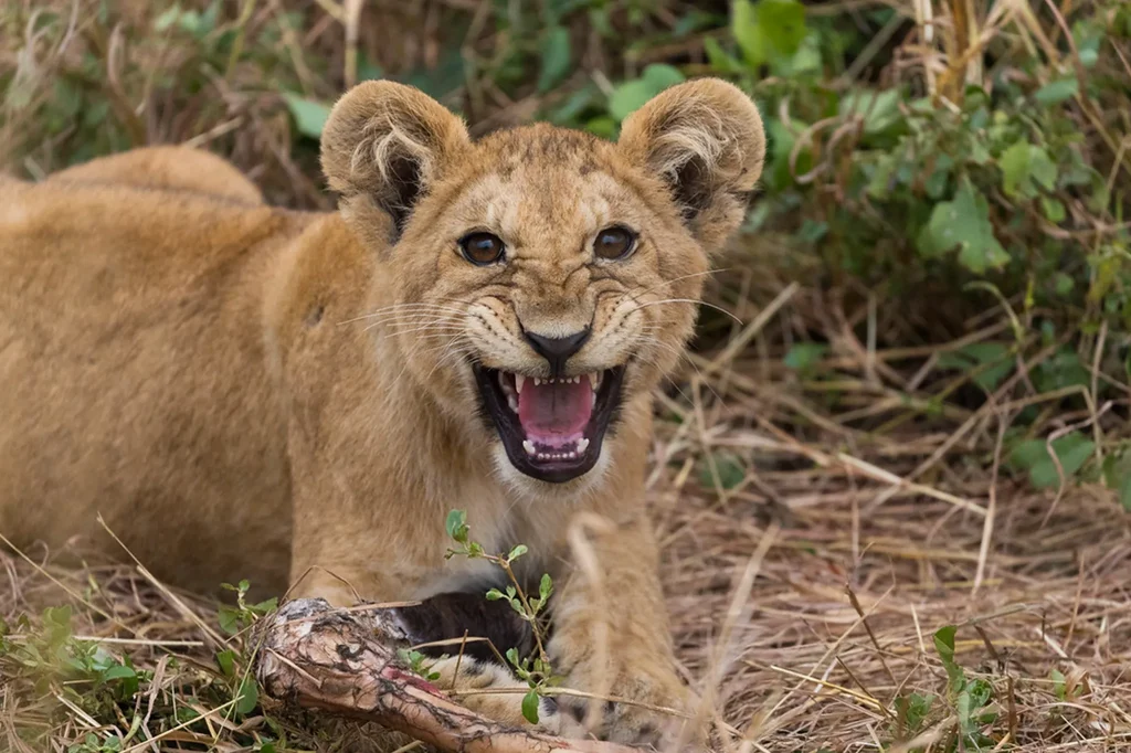 Tarangire National Park