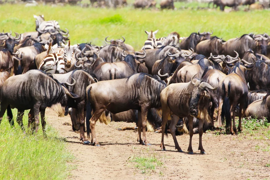 Calving Season in Tanzania
