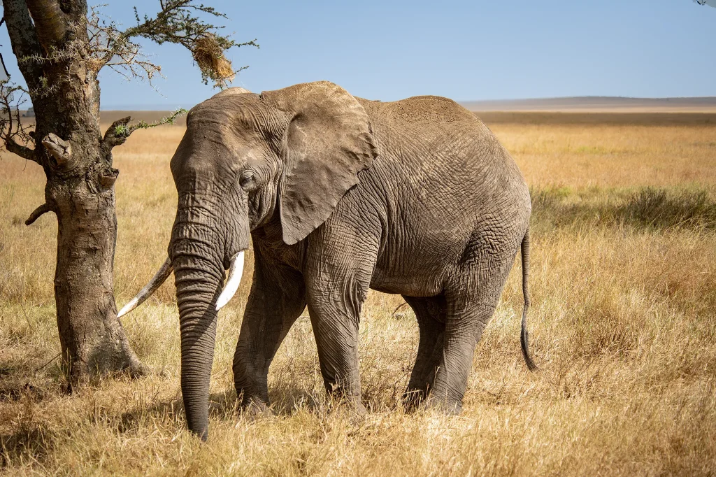 Big five in tanzania