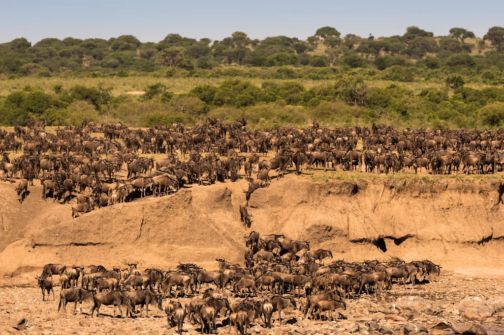 Great Migration in the Serengeti