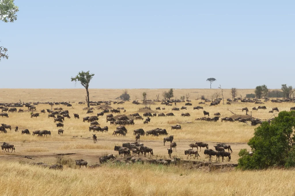 Witness The Migration