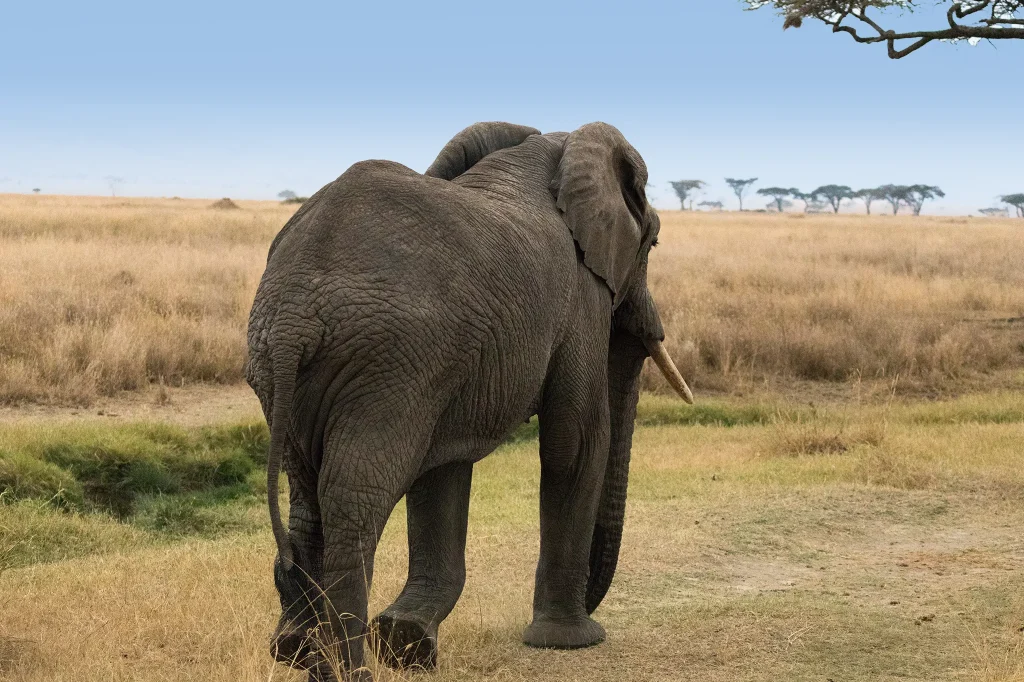Animals You See
