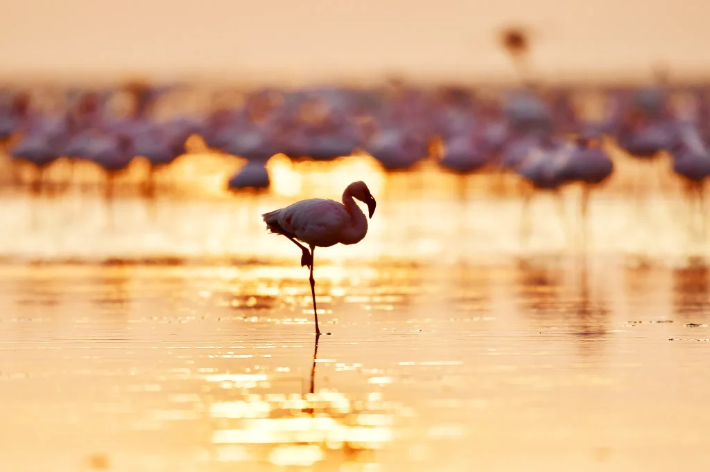 Lake Manyara National Park!