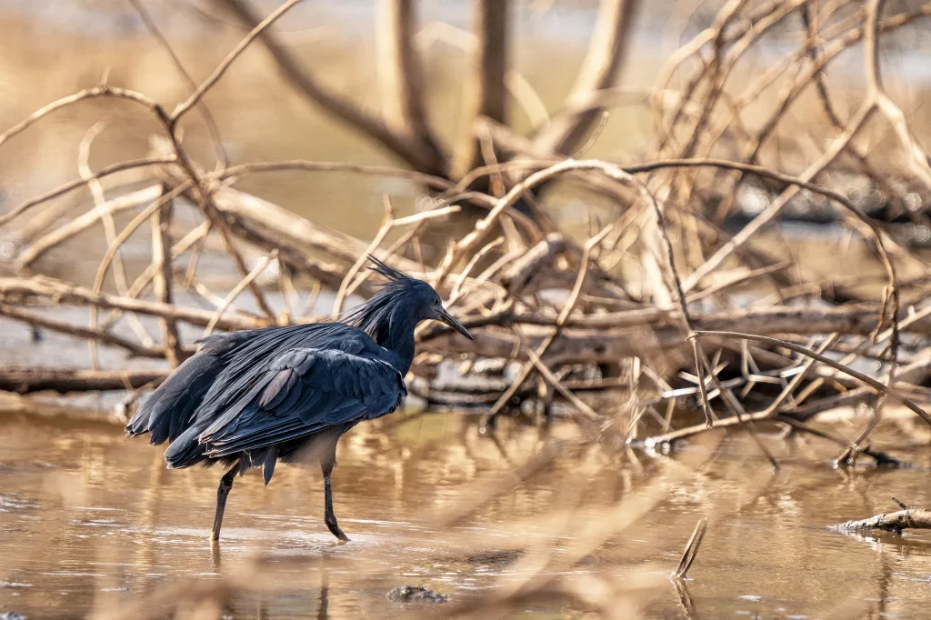 Birds of Lake Manyara