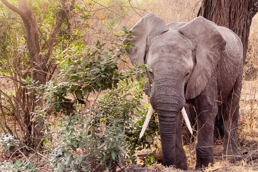 Getting Into Lake Manyara