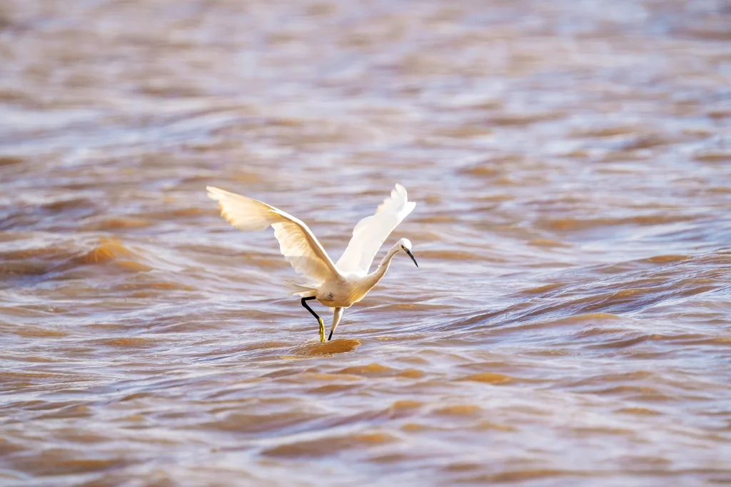 Bird Watching in Lake Manyara