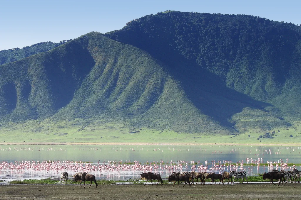 The Enormous Wildlife