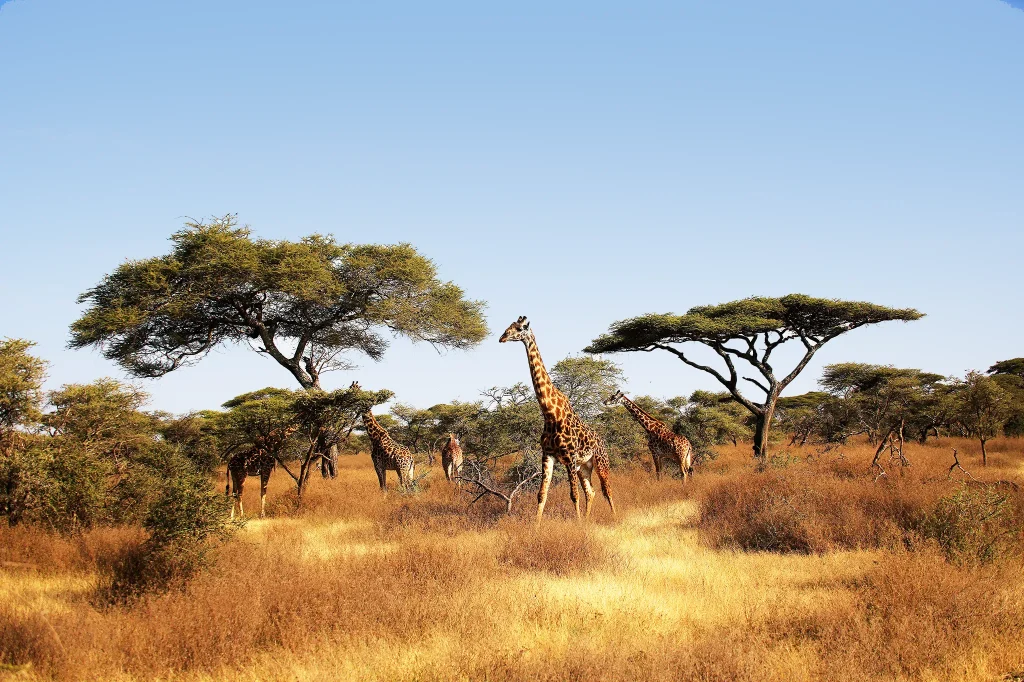 Tanzania Safari in December