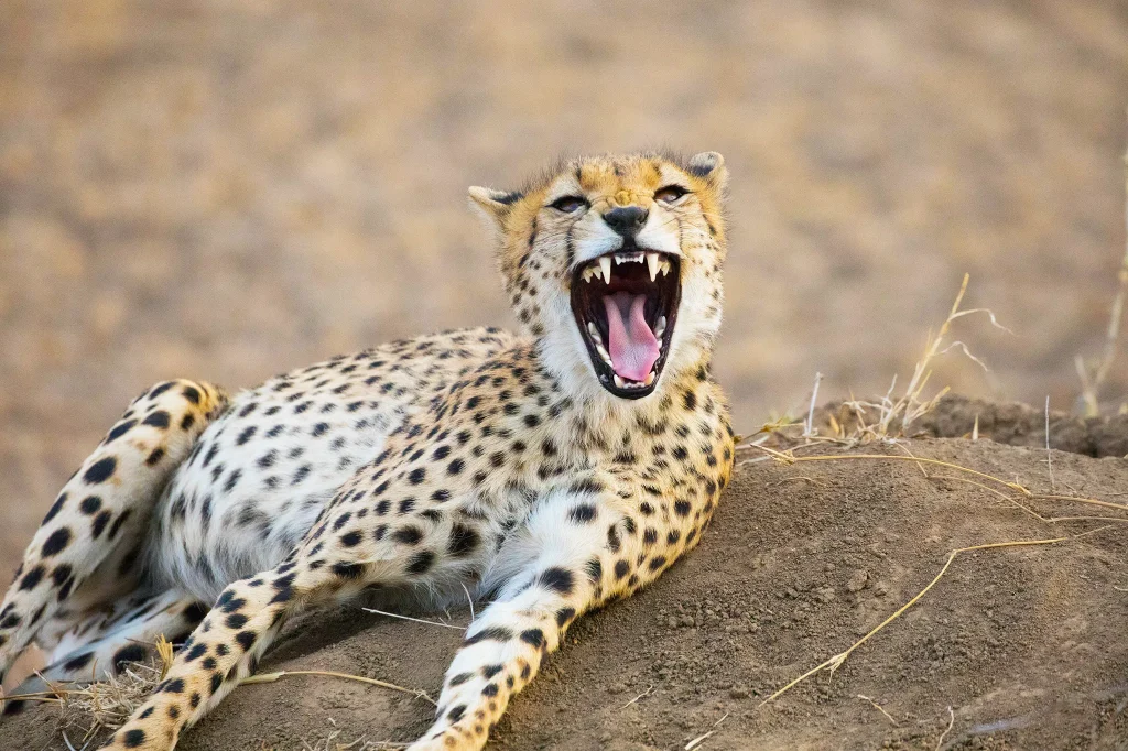 Serengeti National Park