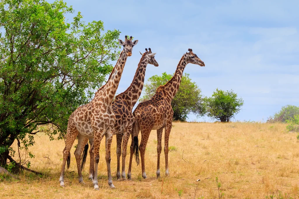 Best Time to see Wildlife
