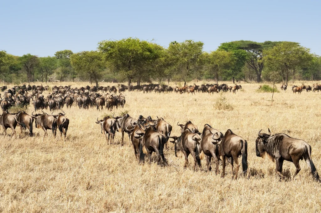 Serengeti National Park