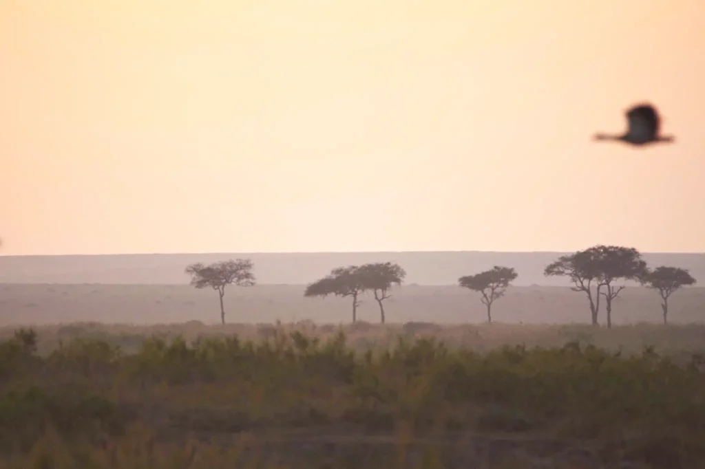Serengeti Safari