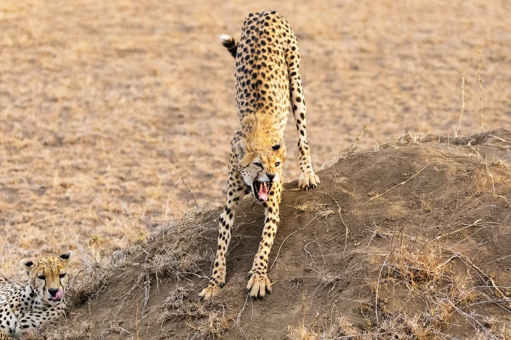 Morning Game Drive