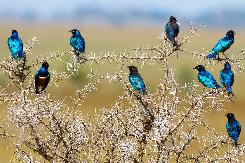 Birdwatching
