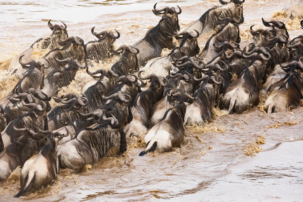 Serengeti Wildebeest Migration