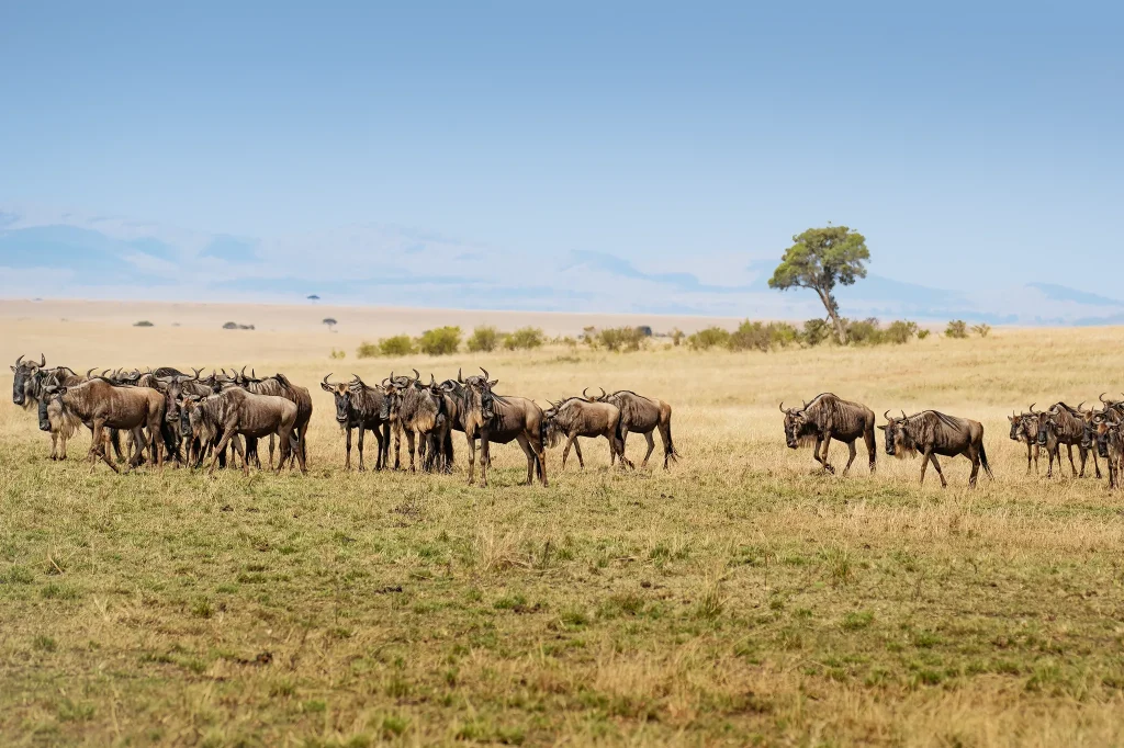 Serengeti Wildebeest Migration