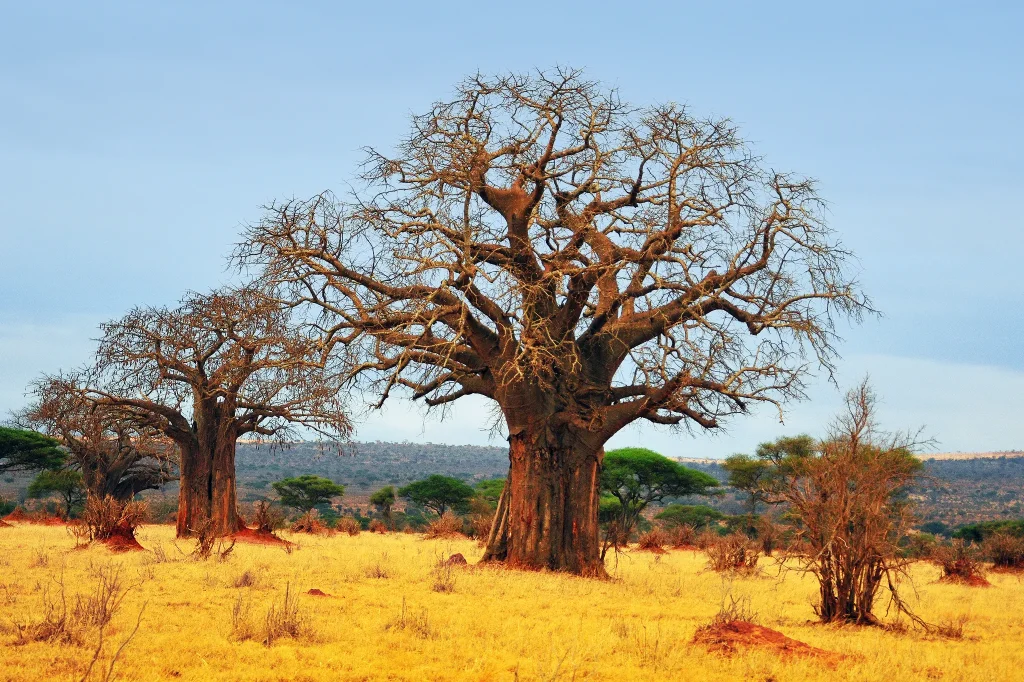 Usefulness of Baobab Tree