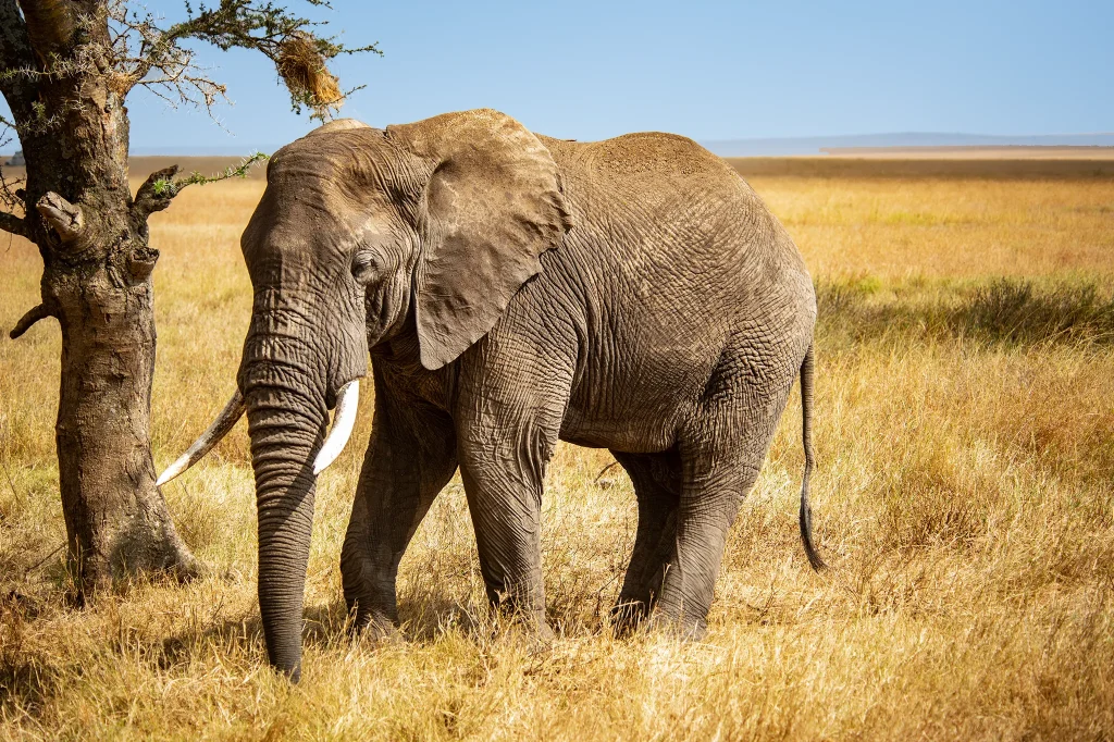 Conservation in Tanzania