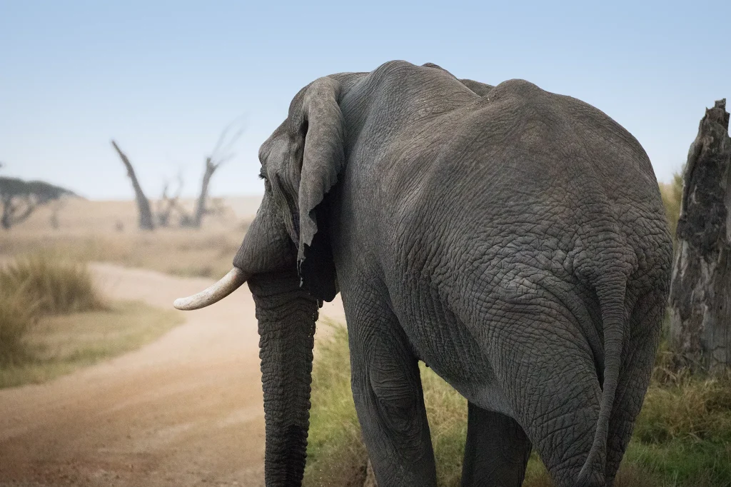 Exclusive Serengeti Experience