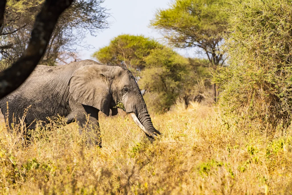 Wildlife Viewing