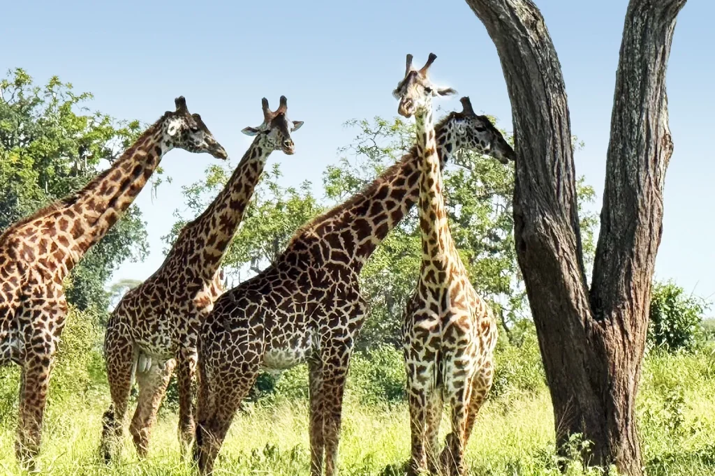 Selous game Reserve