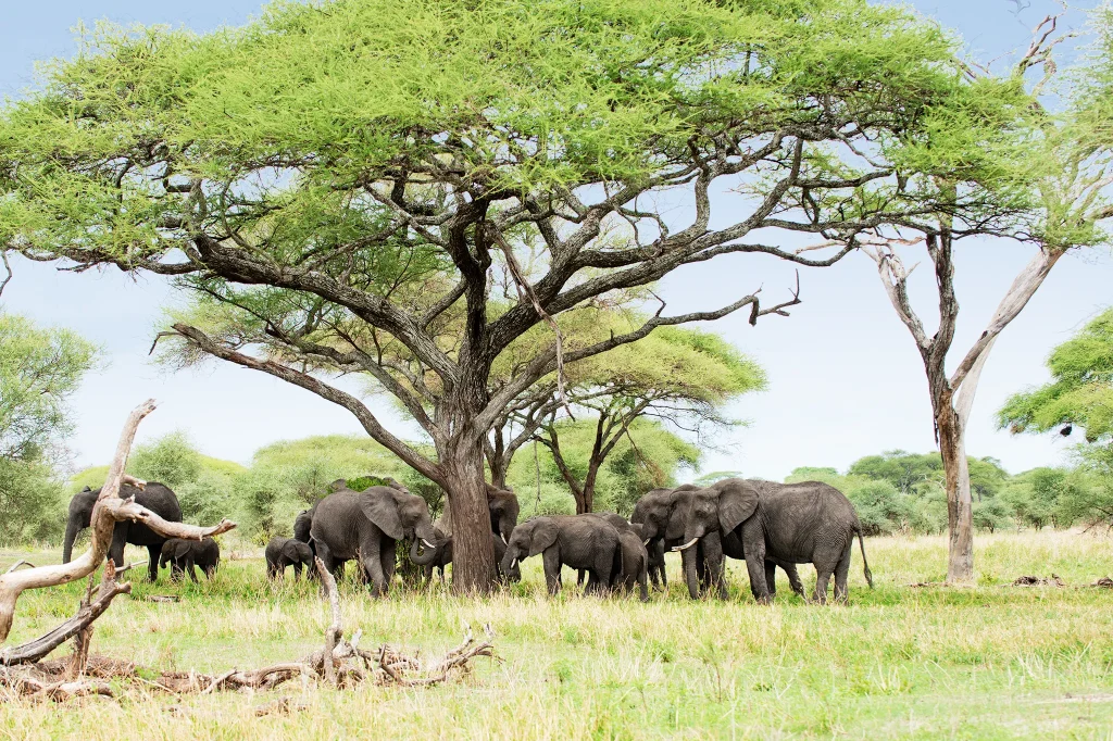 Tarangire National Park