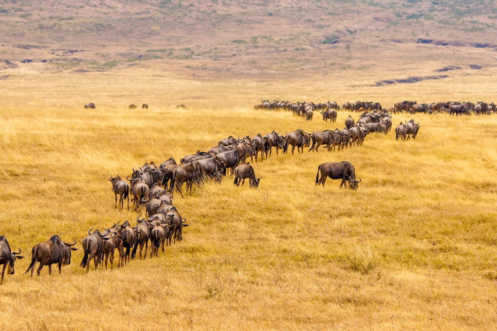 Slice of Serengeti Migration