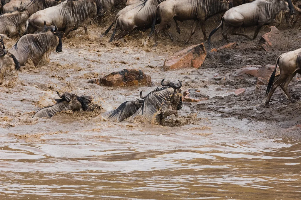 Mara River Crossing In November