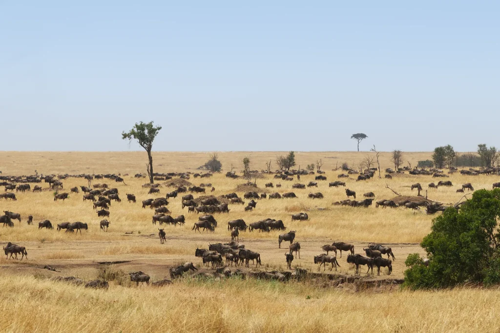 Serengeti During November