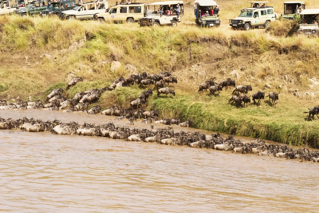 Wildebeest Migration