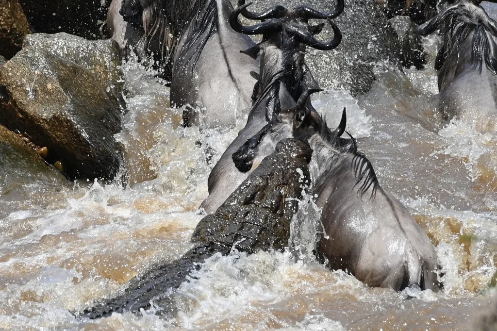 Serengeti Migration