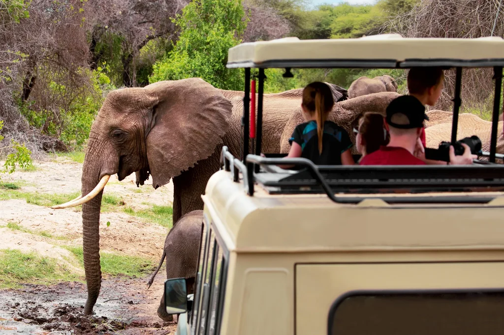 Tanzania National Park Adventure