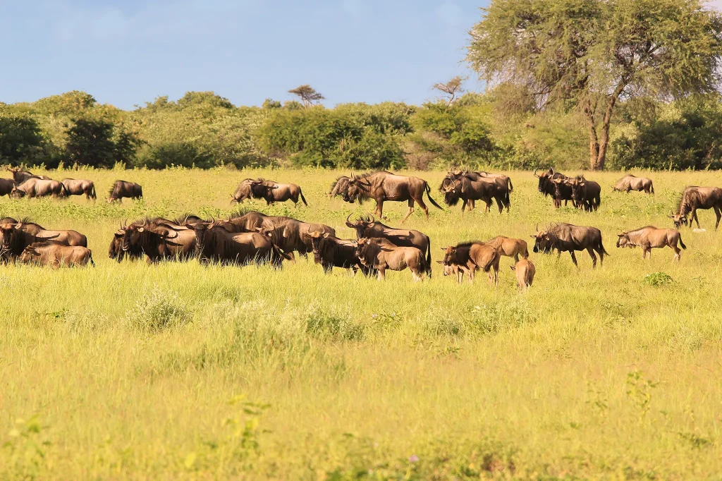 Serengeti National Park