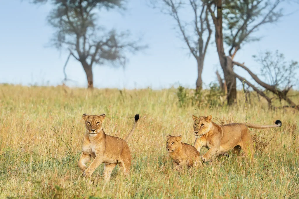 Tarangire National Park