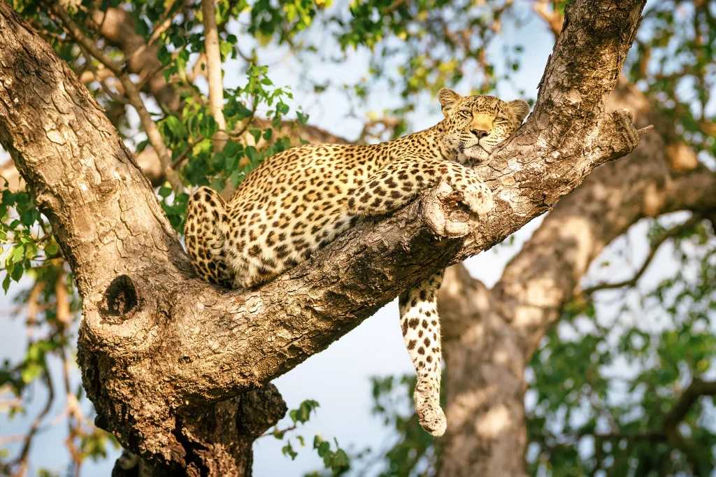 Wildlife Lovers