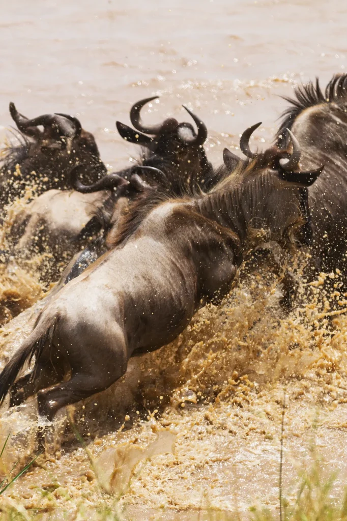 Great Migration