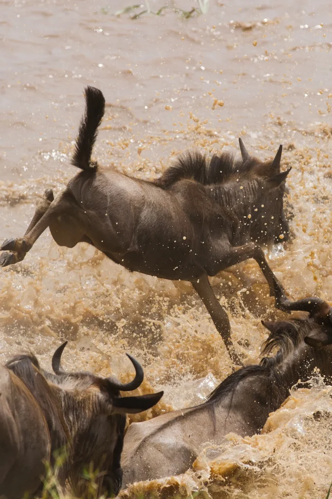 Great Migration