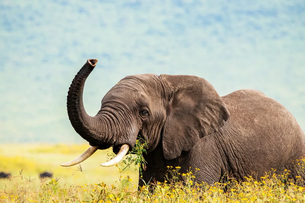 Big Five