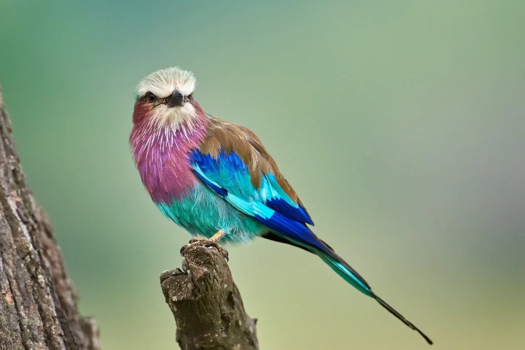Birdwatching
