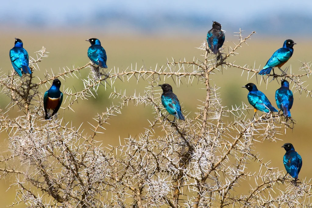 Bird-Watching Experiences