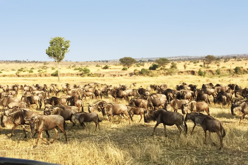 Wildebeest Migration