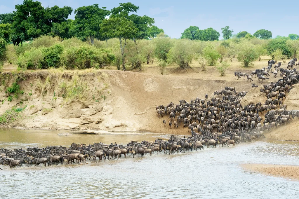 Best Time to Visit Wildebeest Migration