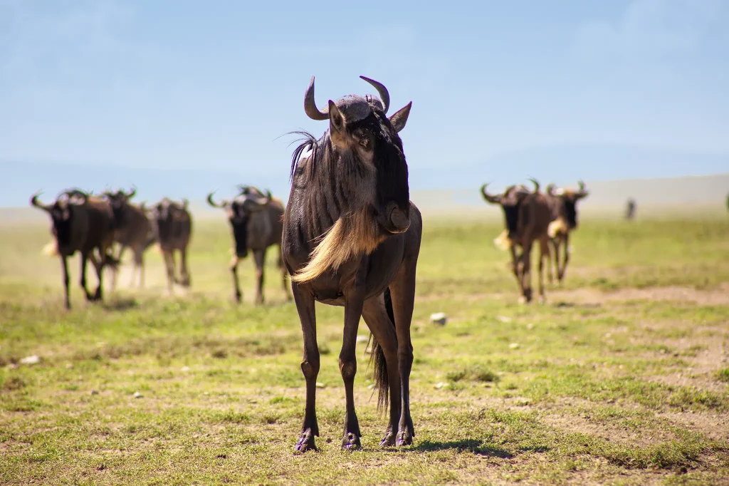 The Wildebeest Migration