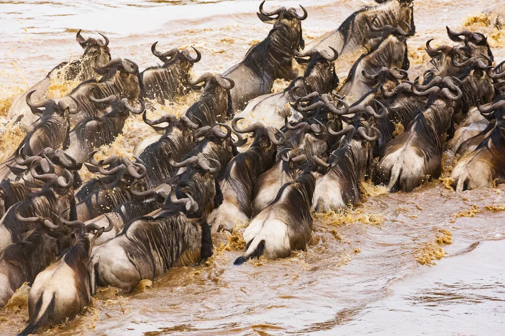 Great Migration
