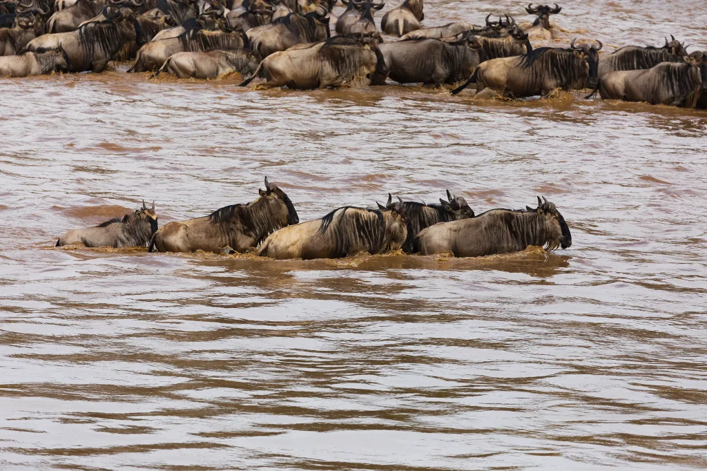 Serengeti Wildebeest Migration
