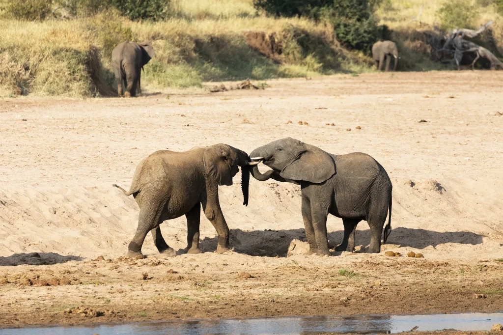 Tarangire National Park