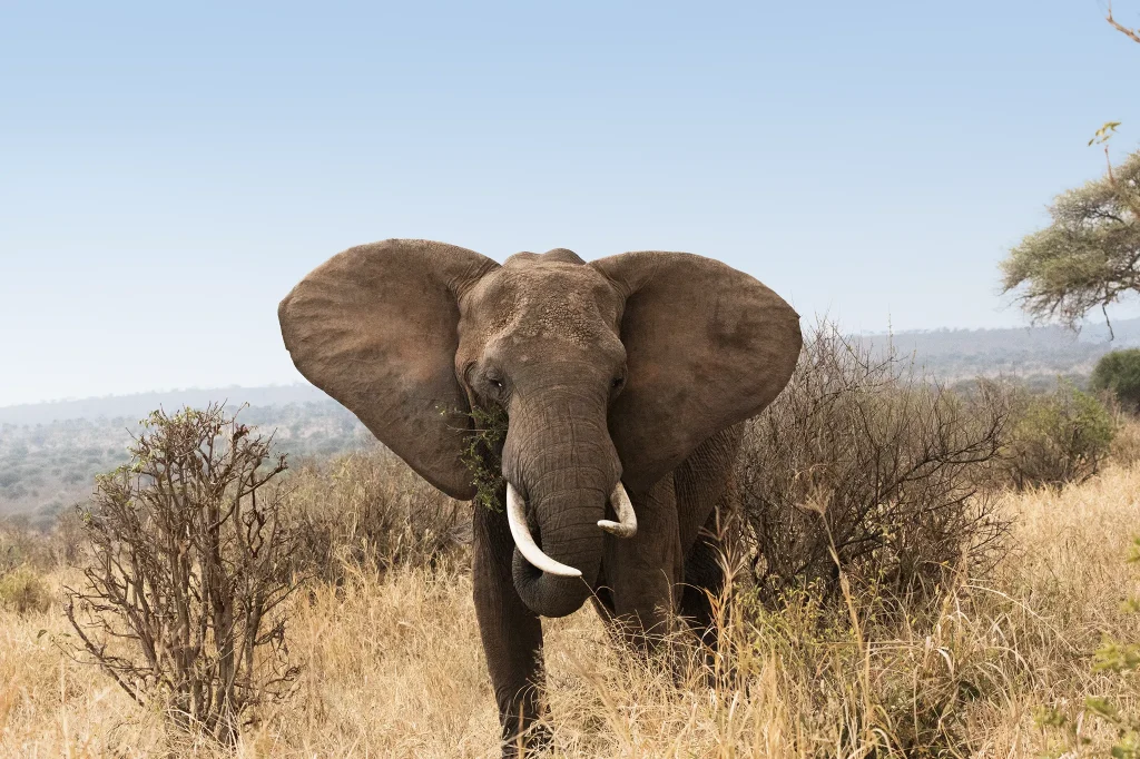 Tanzania Safari