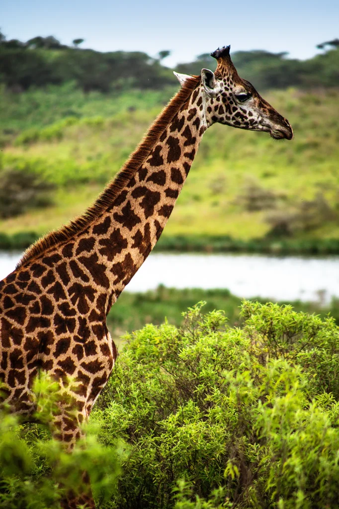 Luxury Safari In Tanzania