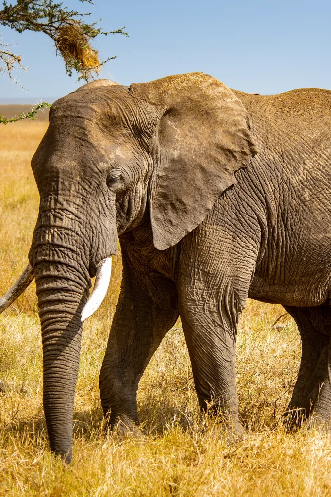 Luxury Safari In Tanzania
