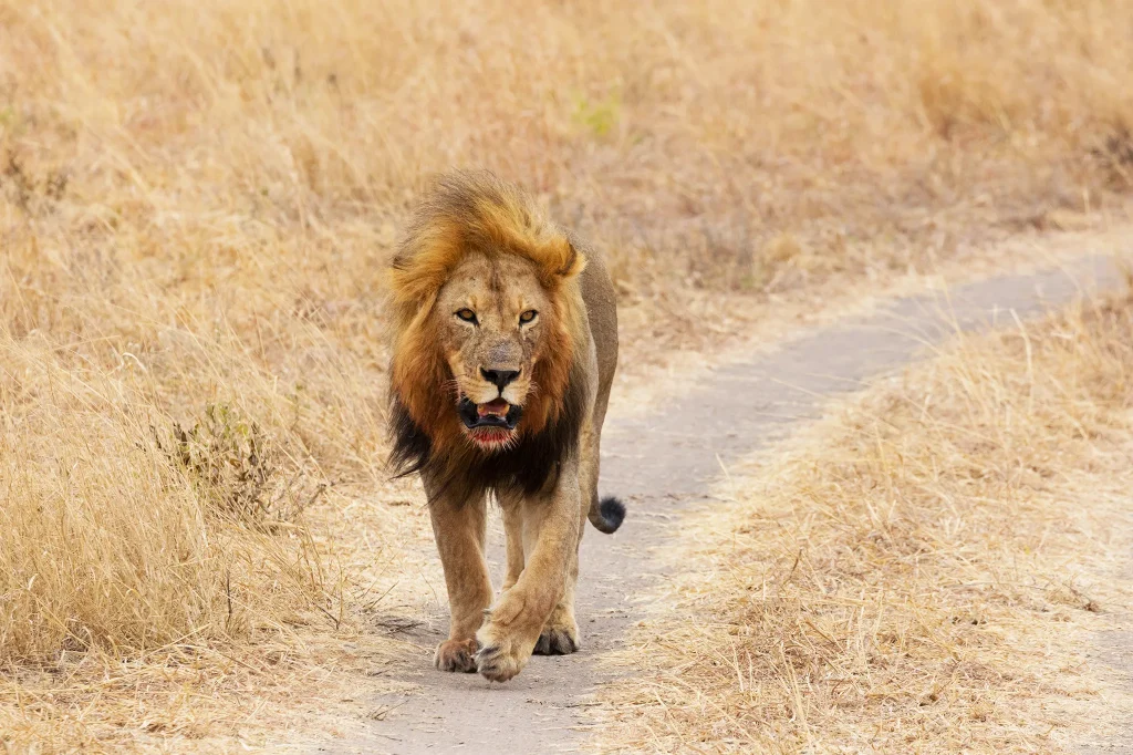 Big Five Safaris In Tanzania
